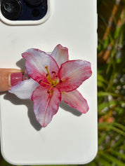 Pink lily adhesive