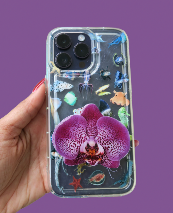 White and purple orchid adhesive