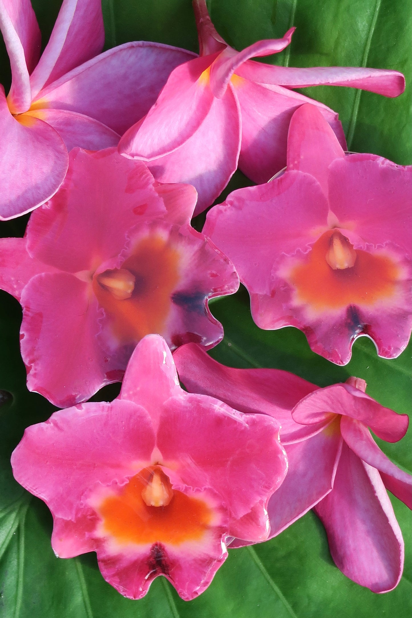 Pink Orchid flower pop