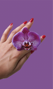 White and purple orchid adhesive
