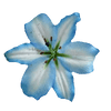 Blue Lily