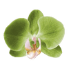 Matcha Orchid