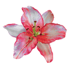 Pink Lily