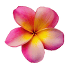 Pink Plumeria