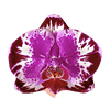 Purple Orchid