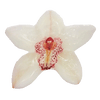 White Orchid